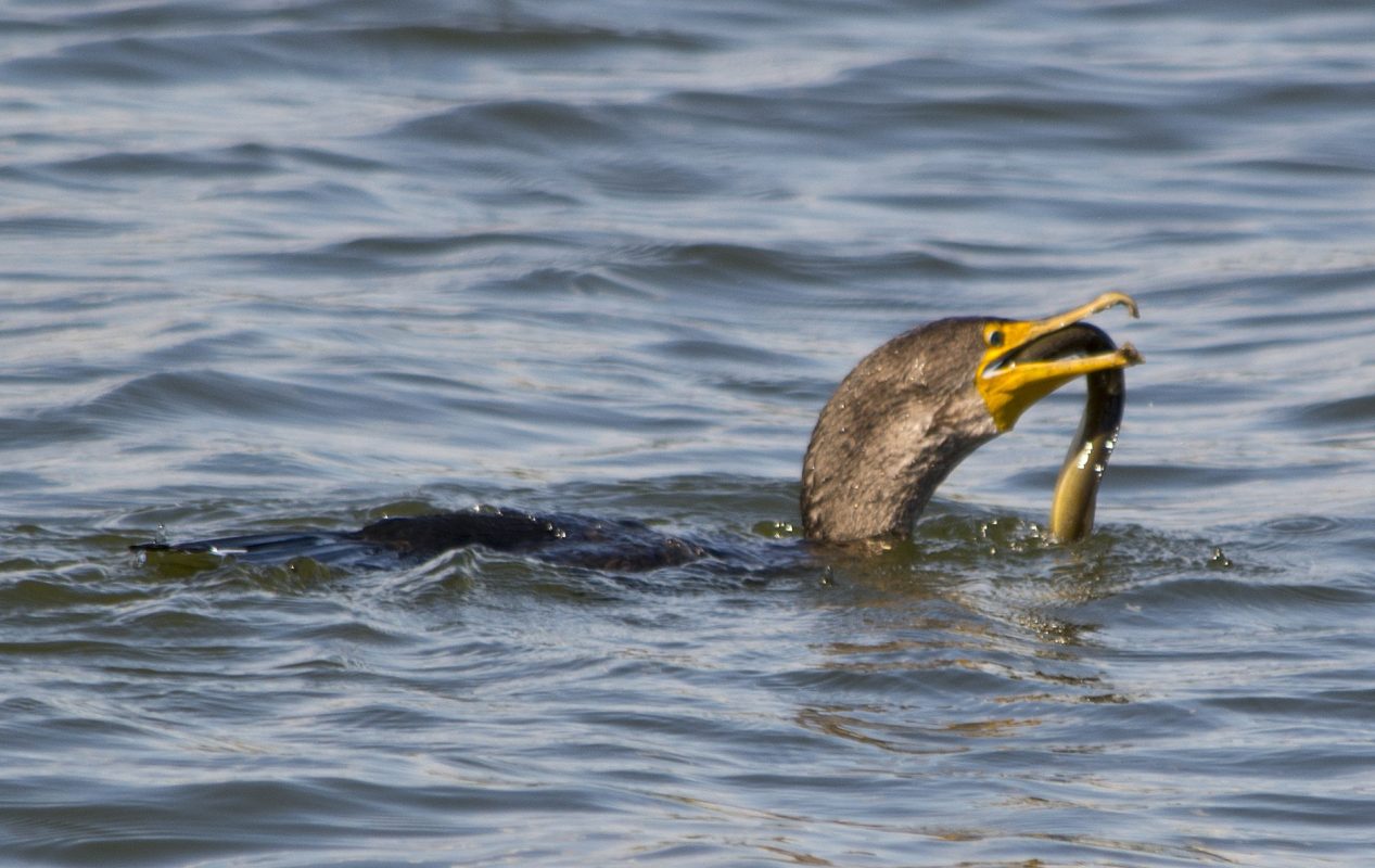 cormoran grande comiendo una anguila